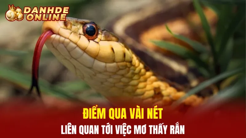 Điểm qua vài nét liên quan tới việc mơ thấy rắn