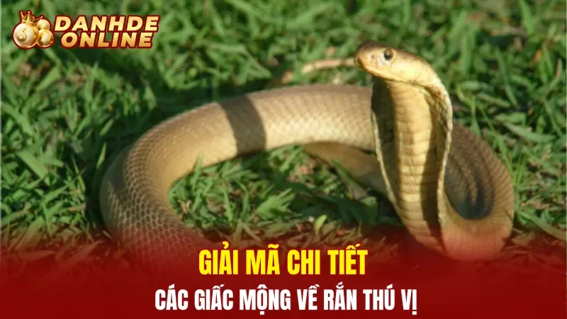Giải mã chi tiết các giấc mộng về rắn thú vị